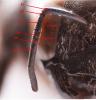 Xylocopa valga